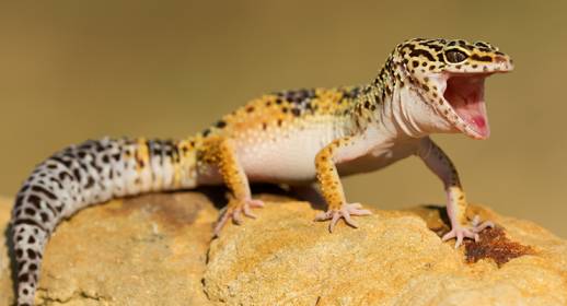 Leopard Gecko Noises and their Meaning