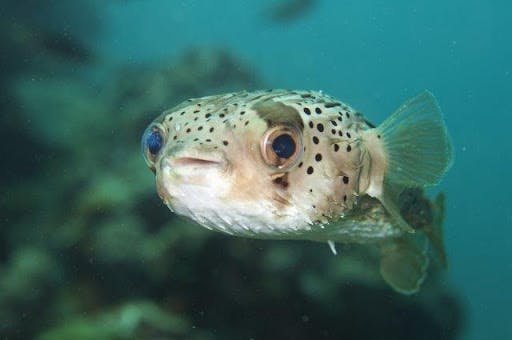 How Much Does A Puffer Fish Cost? | Our Fit Pets