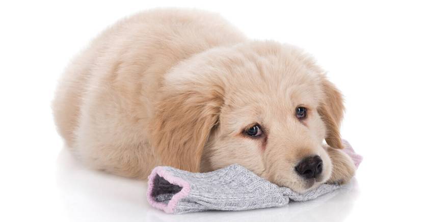 My Puppy Ate a Sock What Should I Do?