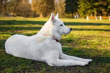 White Husky – 5 Surprising Fact