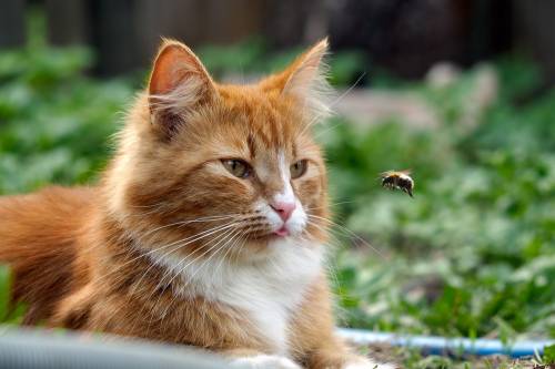 My Cat Ate a Bee What Should I Do?