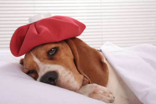 9 Health Issues Dogs Have to Deal with