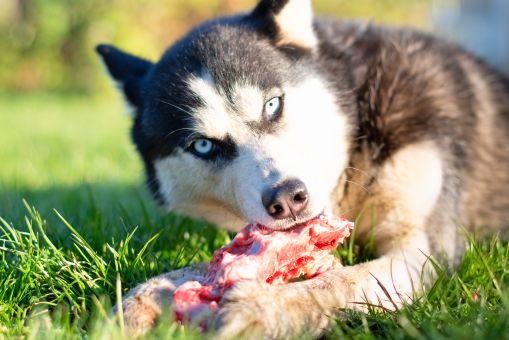My Dog Ate Bone Shards What Should I Do? (Reviewed by Vet)