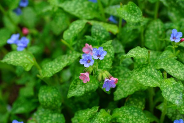 My Dog Ate Lungwort What Should I Do? (Reviewed by Vet)