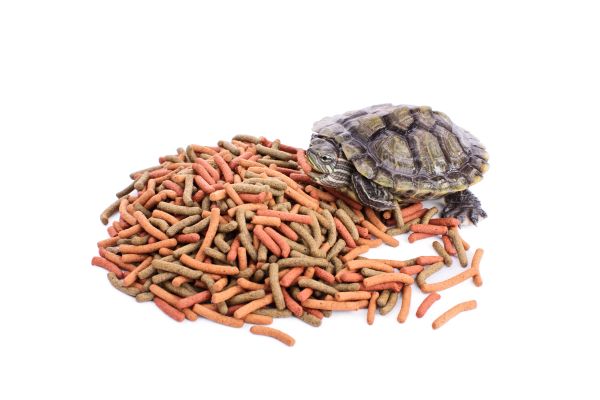 My Dog Ate Turtle Food Will He Get Sick? (Reviewed by Vet)