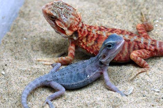Bearded Dragon Morphs (Colors & Patterns)