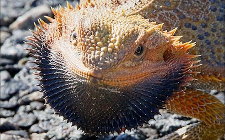 Bearded Dragon with Black Beard (Reviewed by Vet)