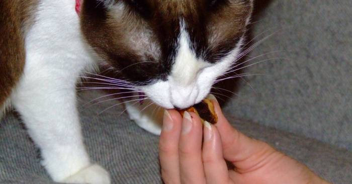 My Cat Ate Hershey Kisses Will He Get Sick?