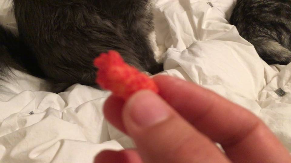 My Cat Ate Hot Cheetos Will He Get Sick?