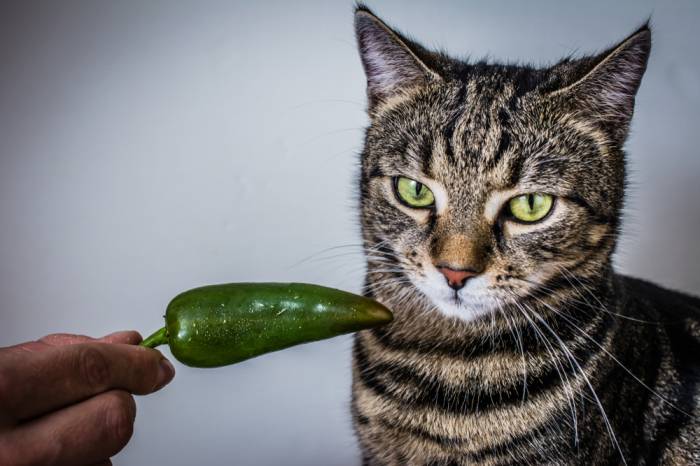 My Cat Ate Jalapeño peppers Will He Get Sick?