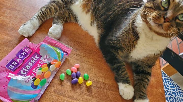 My Cat Ate Jelly Beans Will He Get Sick?