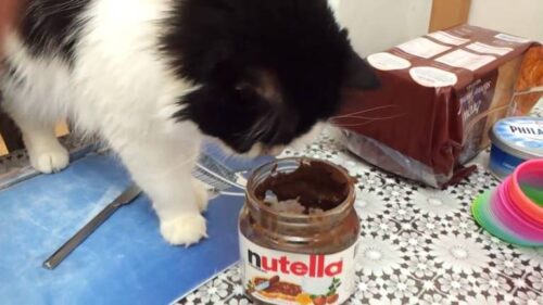 Cat Ate Nutella