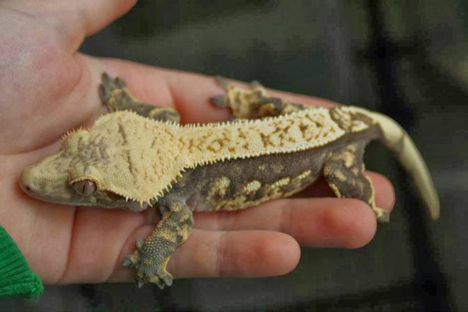 Crested Gecko Morphs (Colors & Patterns)