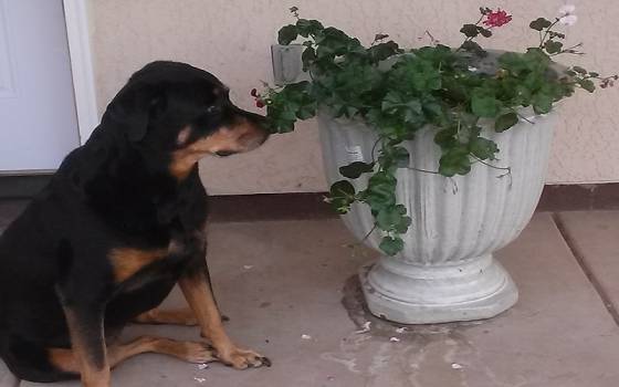 My Dog Ate Geranium Flowers What Should I Do?