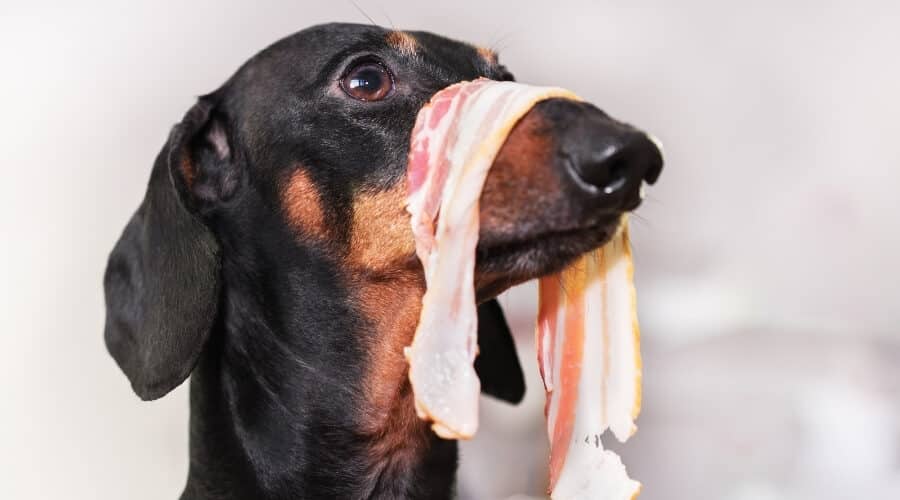 My Dog Ate Uncooked Bacon Will He Get Sick?