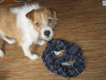 My Dog Ate Underwear What Should I Do? (Reviewed by Vet)