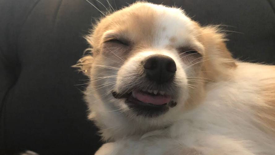 What Happens If A Dog Eats Too Much Cat Litter