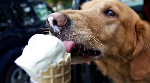 Can Dogs Eat Vanilla Ice Cream?