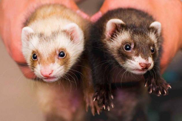 Ferret Breeds – Colors, Types, and Patterns