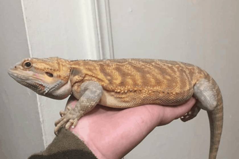 German Giant Bearded Dragon – Pictures & Guide