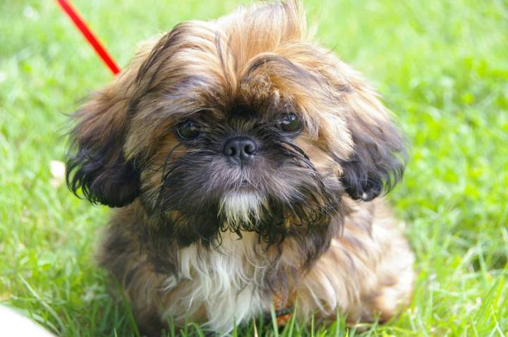 Shih Tzu Life Span – How Long Do They Live?