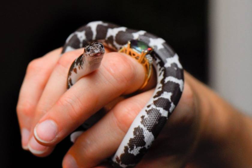 Small Pet Snakes That Stay Small Forever