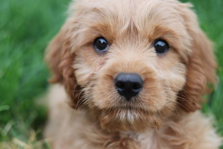 When Do Puppies Open Their Eyes Fully After Being Born?
