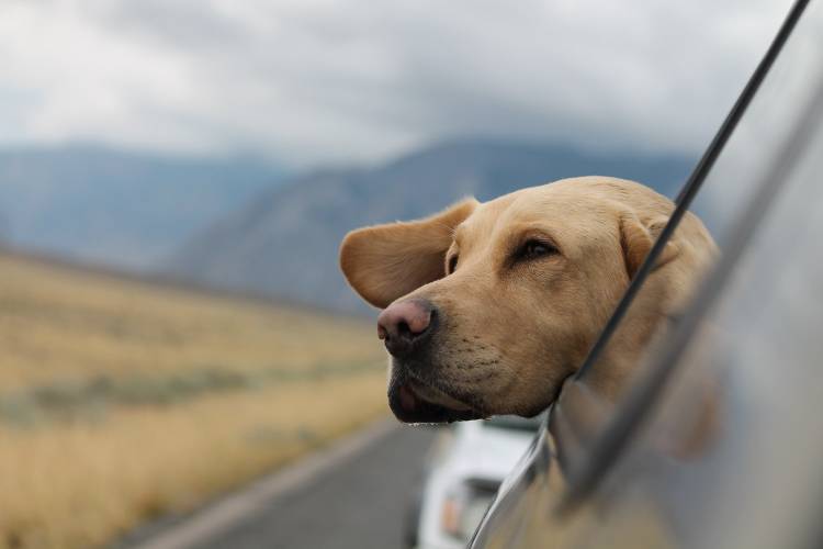 How To Help Your Dog Cope With Travel Anxiety
