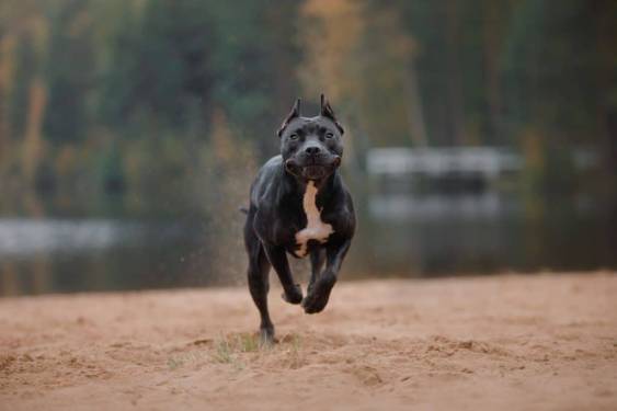 How Much Exercise Does a Pitbull Need