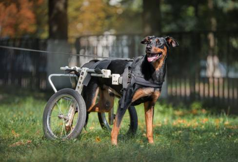 Dog Wheelchairs And How They Help Injured And Senior Pets