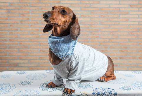 A Guide In Choosing The Right Dachshund Shirts And Accessories