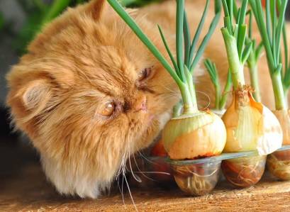 My Cat Ate Green Onions Will He Get sick?
