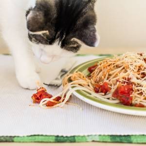 My Cat Ate Spaghetti Sauce Will He Get Sick? (Reviewed by Vet)