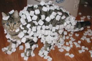 Cat Ate Styrofoam