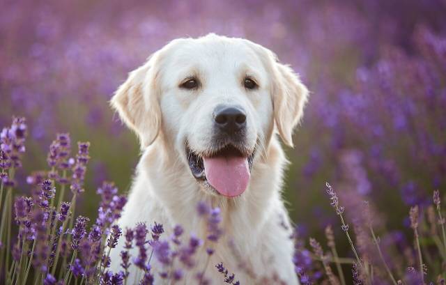 My Dog Licked Lavender Oil What Should I Do?