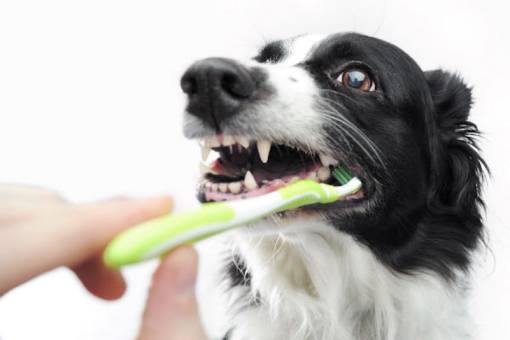 My Dog Licked Toothpaste What Should I Do?