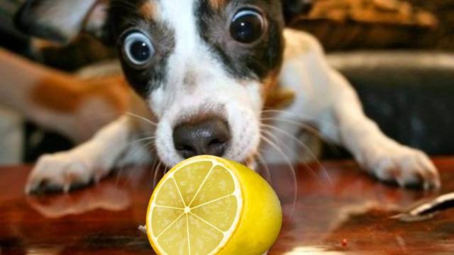 My Dog Licked a Lemon What Should I Do?