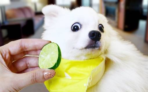 My Dog Licked a Lime What Should I Do?