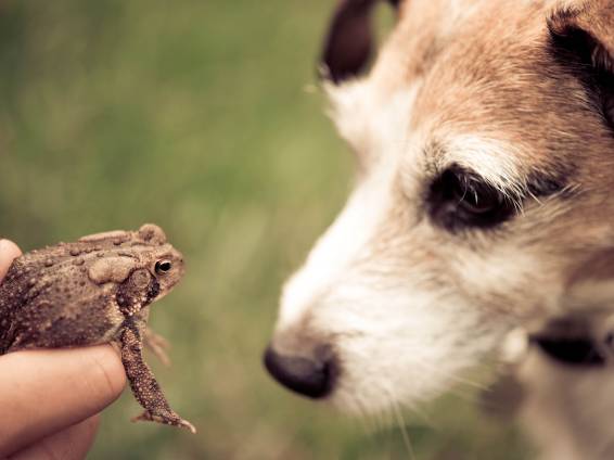 My Dog Licked a Toad What Should I Do?