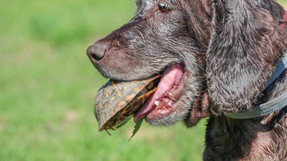 My Dog Licked a Turtle What Should I Do? - Our Fit Pets