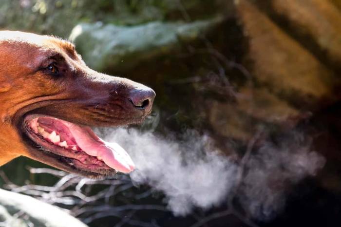 My Dog’s Breath Smells Like Copper