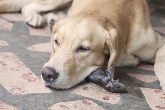 My Dog Licked a Dead Rat What Should I Do? (Reviewed by Vet)