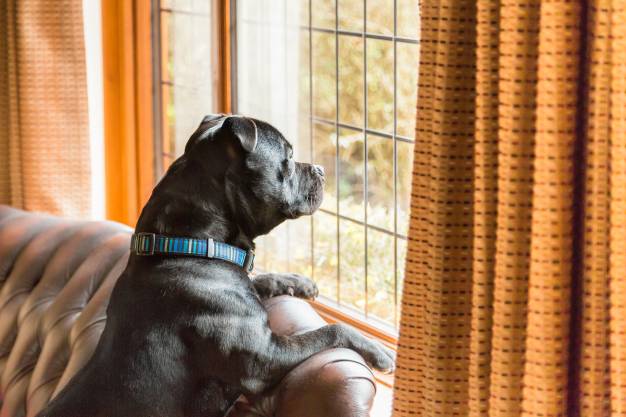 Dogs And Window Watching: 3 Interesting Facts For Pet Owners