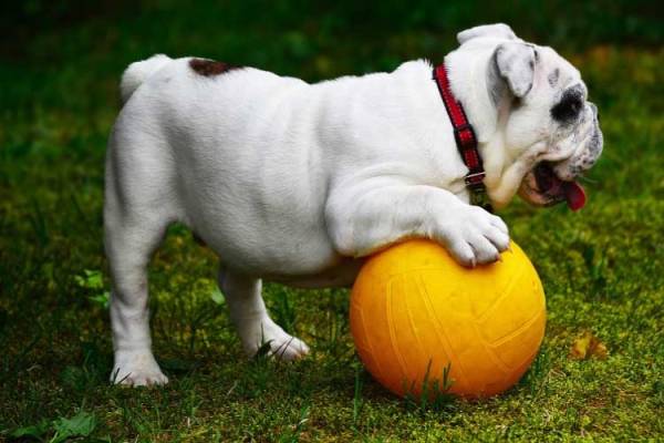 Are English Bulldogs Born With Tails or Docked?
