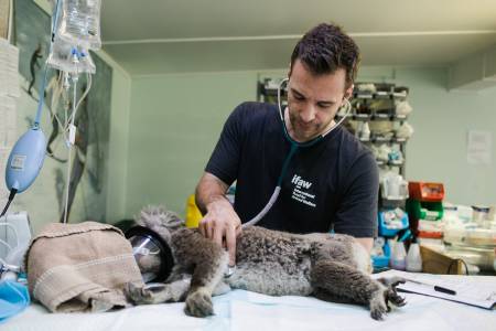 5 Life Hacks for Students Who Want to Become Professional Veterinarians