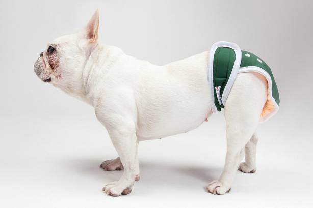 Best Dog Incontinence Products