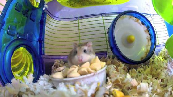Best Dwarf Hamster Cages