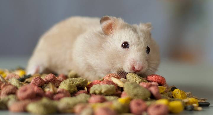 Top 10 Best Hamster Food