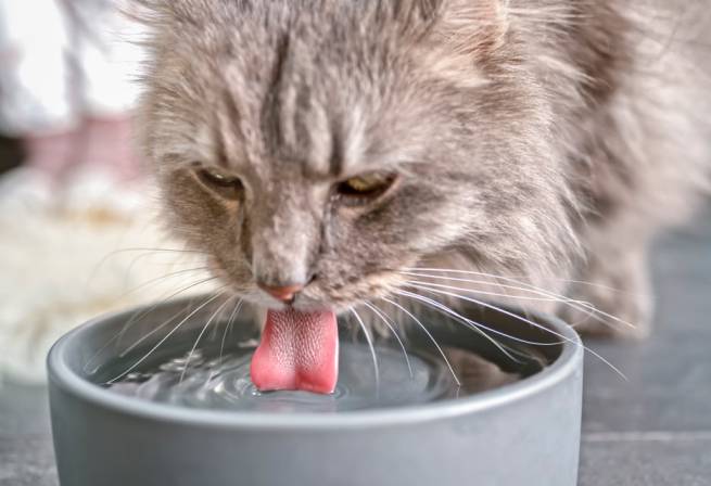 Dehydration in Cats with Kidney Disease