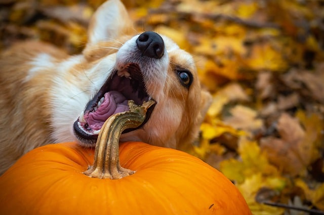 Does Pumpkin Make Dogs Poop?